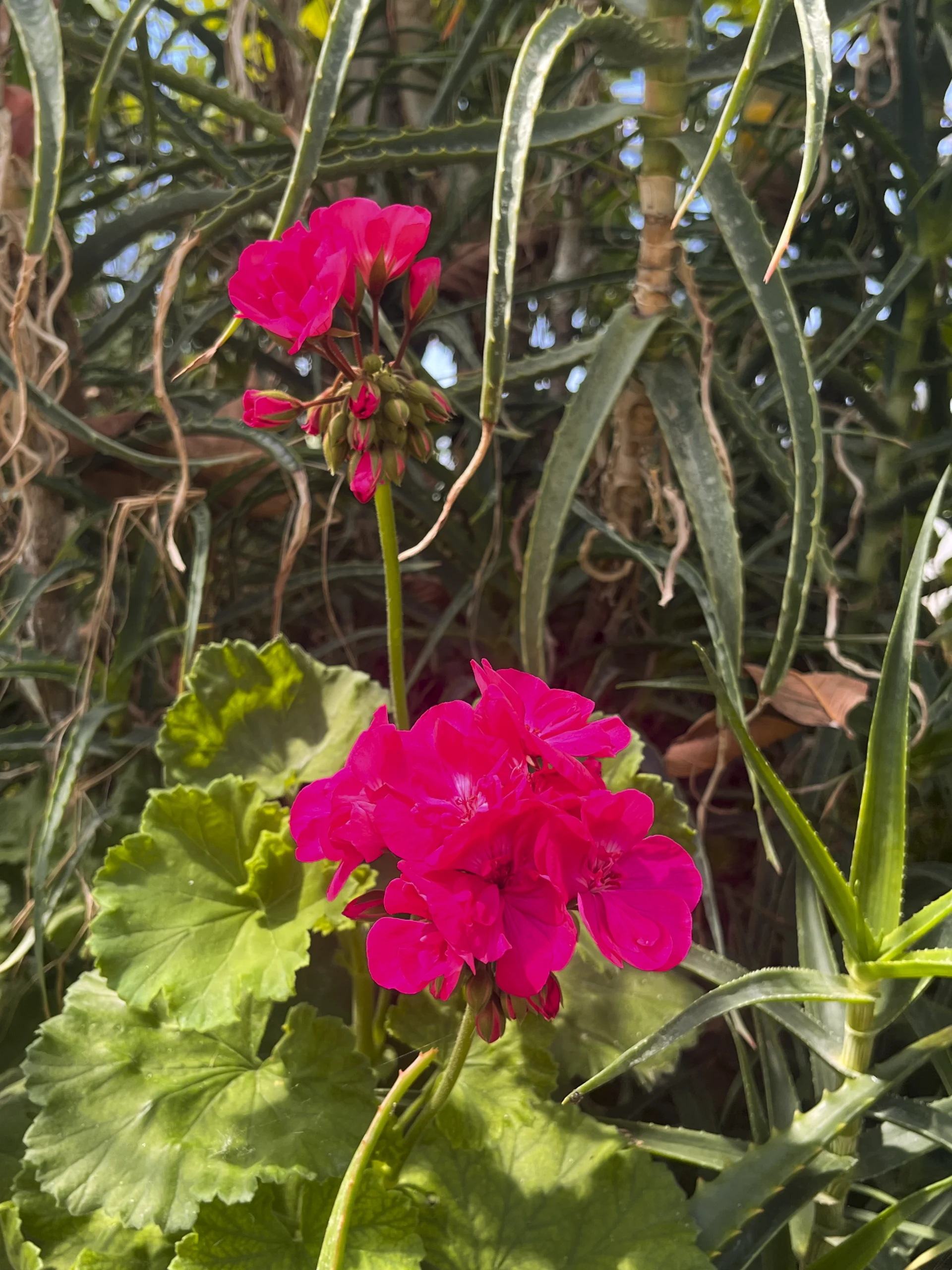 PHOTO PLANTE 2