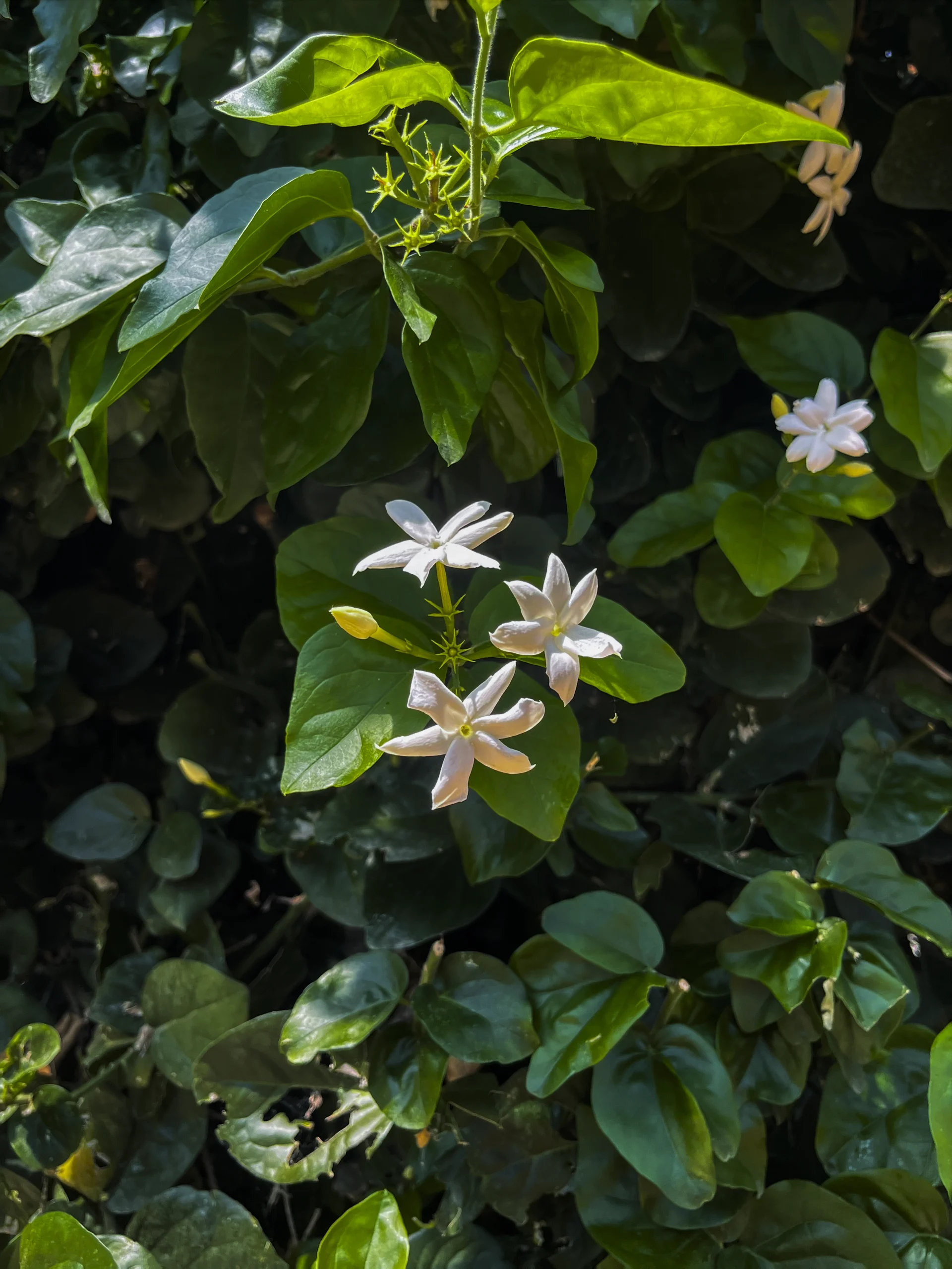 PHOTO PLANTE 7