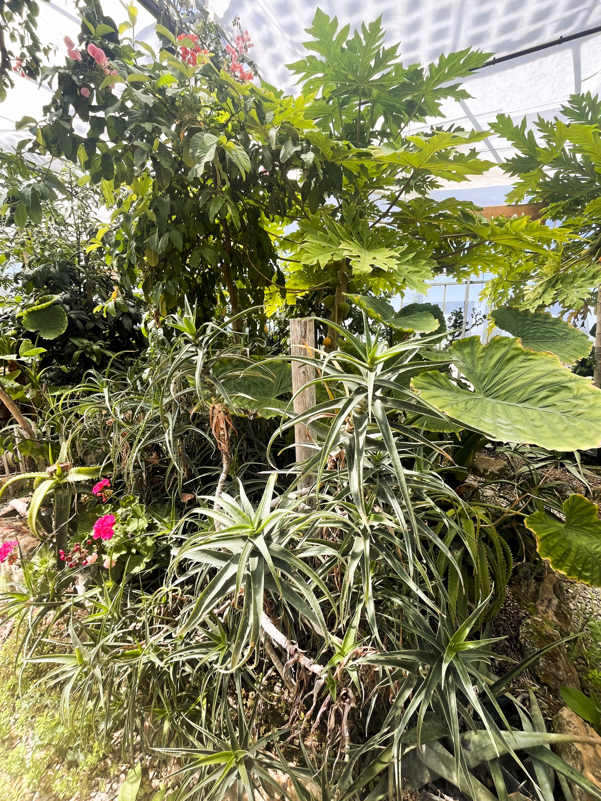 PHOTO PLANTE 8