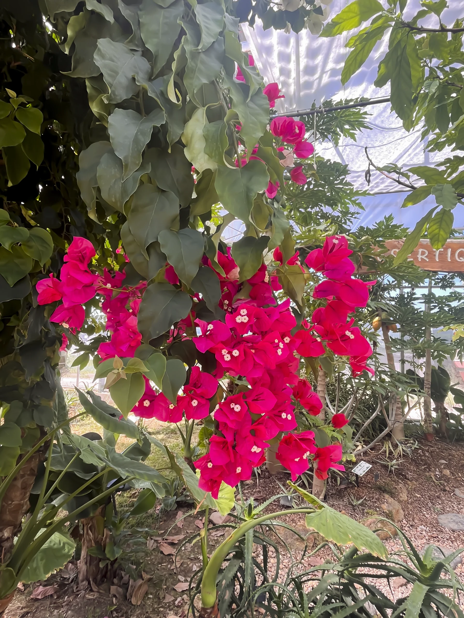 PHOTO PLANTE 9